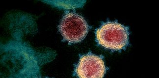 ਕੋਰੋਨਾਵਾਇਰਸ ਦਾ ‘ਭਾਰਤੀ ਸਟਰੇਨ’ 17 ਦੇਸ਼ਾਂ ‘ਚ ਮਿਲਿਆ ਹੈ – ਡਬਲਿਊਐਚਓ