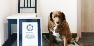 ਪੁਰਤਗਾਲ ’ਚ ਦੁਨੀਆ ਦੇ ਸਭ ਤੋਂ ਬਜ਼ੁਰਗ ਕੁੱਤੇ ਬੌਬੀ ਦੀ 31 ਸਾਲ ਦੀ ਉਮਰ ‘ਚ ਮੌਤ